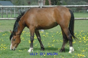 ully-du-milon-2010
