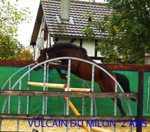 VULCAIN-DU-MILON-2-ANS-SEL