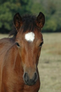 VULCAIN-DU-MILON-TETE