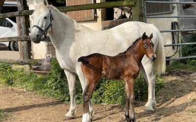 Encore un poulinage surprise pendant le CSIO de la Baule