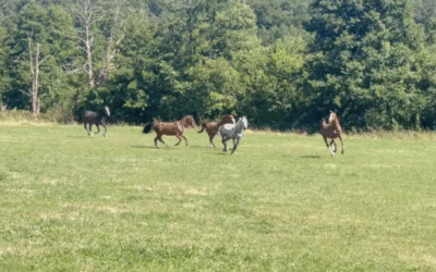 Mise à l’herbe des 4 et 5 ans