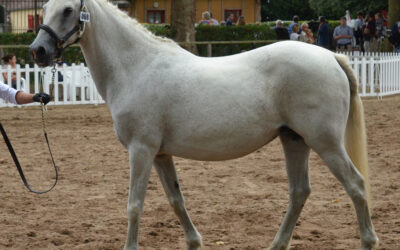 Triste journée aujourd&rsquo;hui à l&rsquo;élevage du Milon